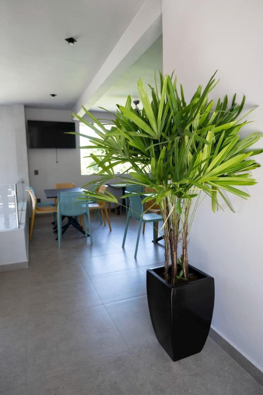 Crucecita  Sophie Hotel Boutique מראה חיצוני תמונה